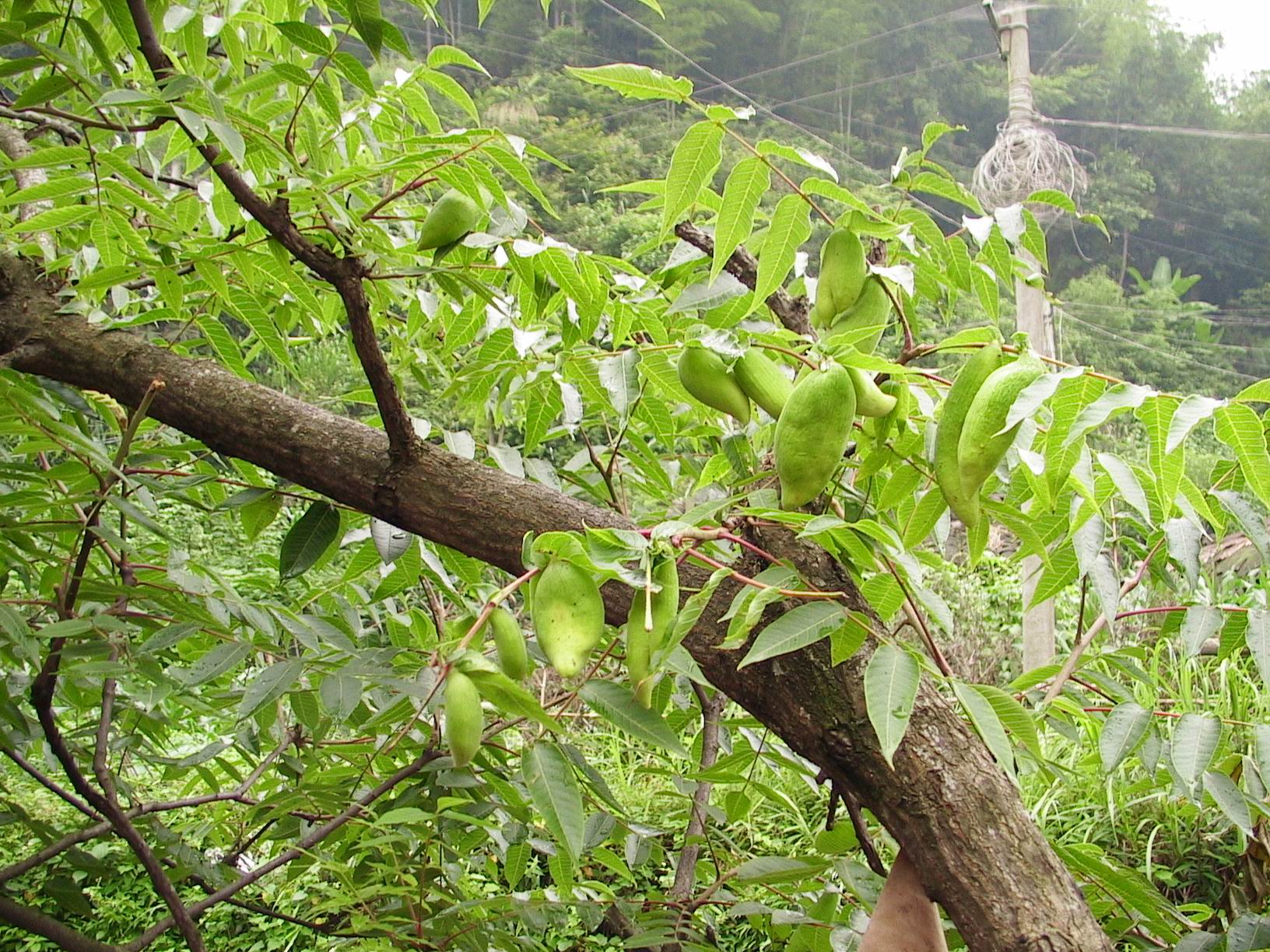 张家界久瑞生物科技有限公司