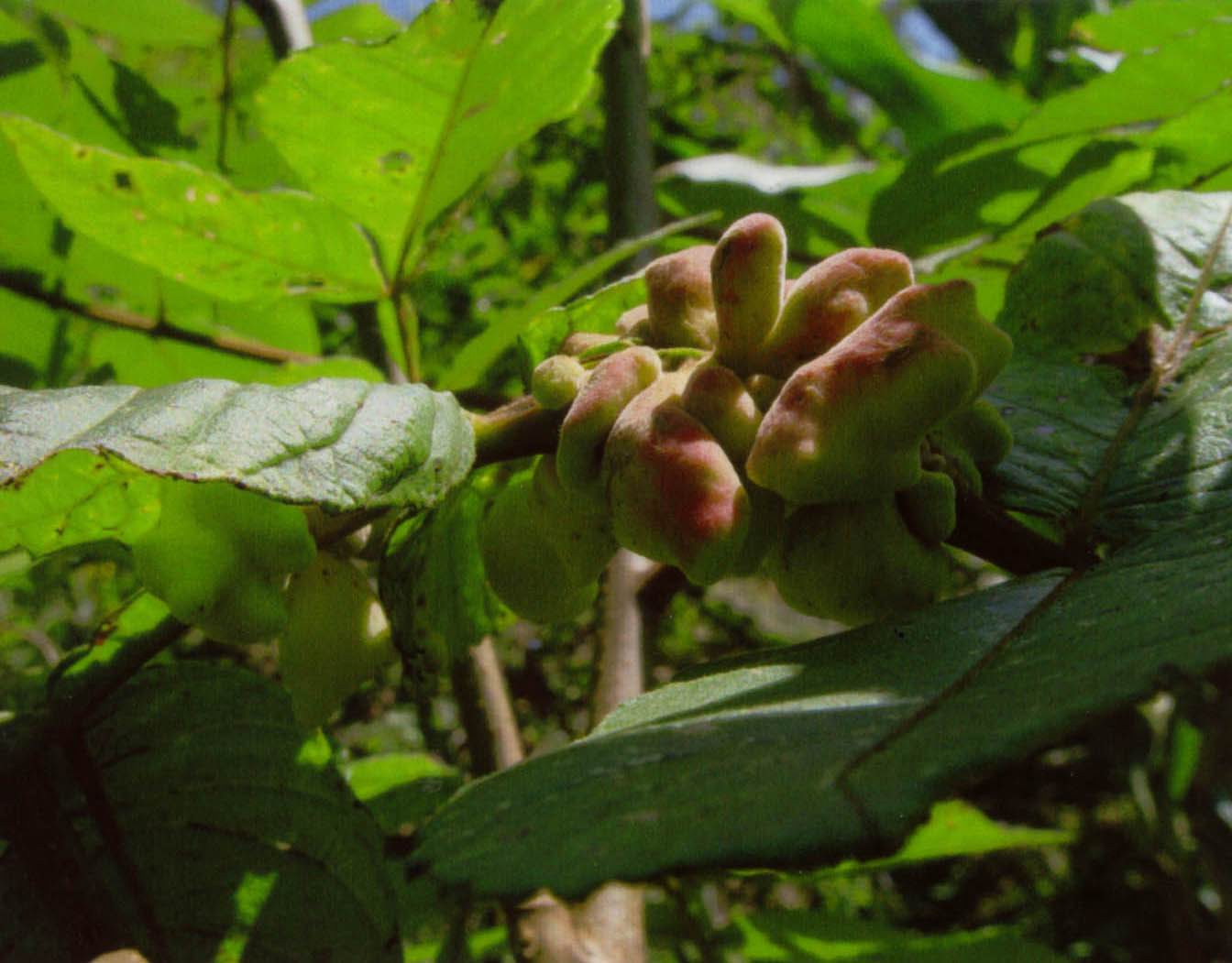 张家界久瑞生物科技有限公司